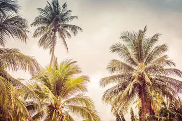 Hintergrundbild von tropischen Palmen und blauem Himmel © Евгения Медведева