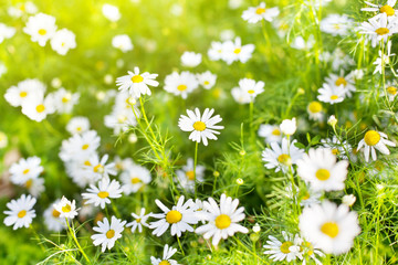 White daisy flowers on blurred green grass and sunlight background close up, chamomile flower blossom meadow on summer sunny day, spring blooming camomile field, beautiful nature design, copy space
