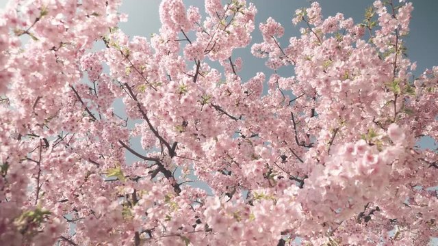 Wide shot of Cherry Blossoms in full bloom with a beautiful blue spring sky in Japan, Slow Motion