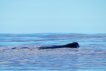 小笠原の海を泳ぐマッコウクジラ