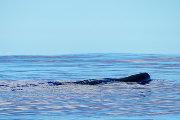 Naklejka premium 小笠原の海を泳ぐマッコウクジラ