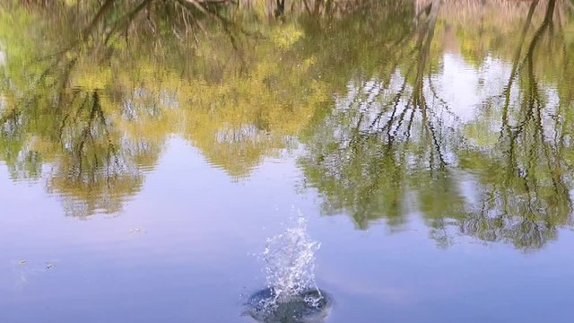 Water surface background with  trees reflections. A pebble falls into water, splash and squirt, the circles from the stone on the water, ripples on the water surface, slow motion.