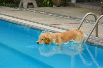 Golden Retriever Puppy (Dog) Jumping into Swimming Pool