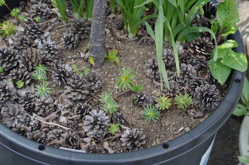 マツボックリが敷き詰められた植木鉢