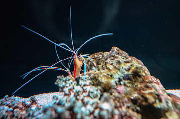 Under the sea in Thailand