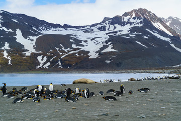 キングペンギンとミナミゾウアザラシのコロニー　サウスジョージア島