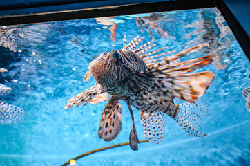 Under the sea in Thailand