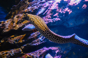 Under the sea in Thailand