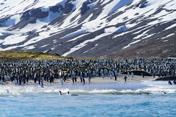 キングペンギンとミナミゾウアザラシのコロニー　サウスジョージア島
