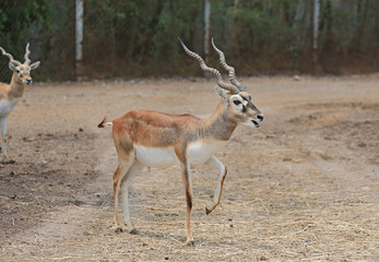 Blackbuck deer (Antilope cervicapra) in zoo.