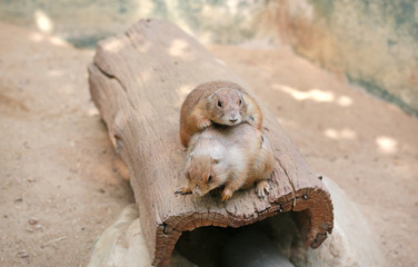 Black tailed prairie dog (Cynomys ludovicianus)