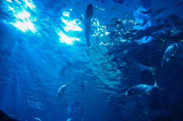 Fototapeta na wymiar Under the sea in Thailand