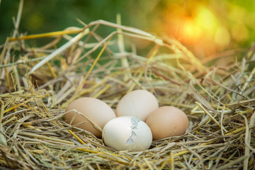 Chicks are hatching from eggs. Eggs in the nest are hatching