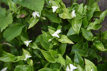 Wandering Jew flowers