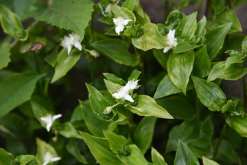 Wandering Jew flowers