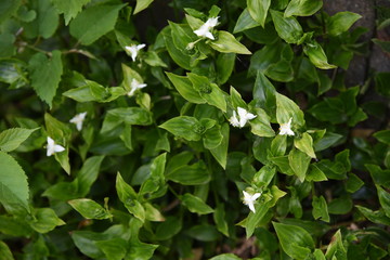 Wandering Jew flowers