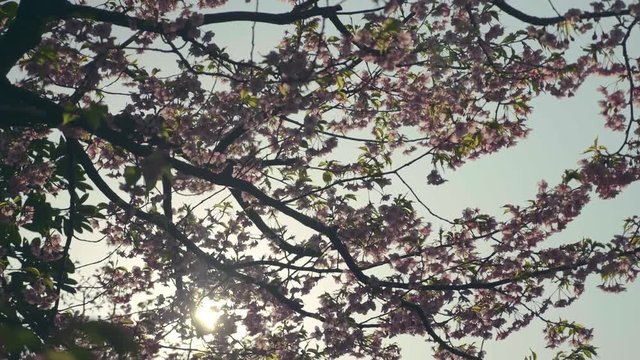 Wide shot of Cherry Blossoms in full bloom backlit by the sun Slow Motion