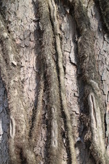 Cortex of tree in castle garden by Budatin castle, Žilina region, Slovakia