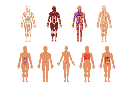 Different human organ system set, muscular, circulatory, respiratory, nervous, digestive, excretory, sexual systems, human body anatomy vector Illustrations