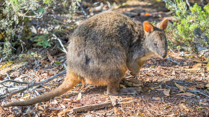 A Wallaby in Cradle Mountain