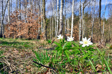 The first spring flowers, white flowers of wood anemone or windflower (Anemone nemorosa)