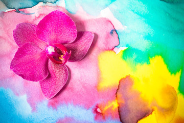 Beautiful orchid flower on abstract watercolour background. Top view.