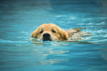 Golden Retriever (Dog) Exercises in Swimming Pool