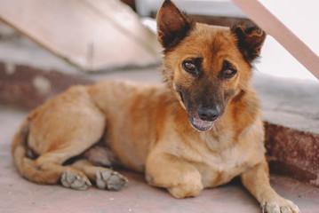 Poor skinny homeless dog