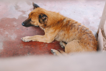 Poor skinny homeless dog