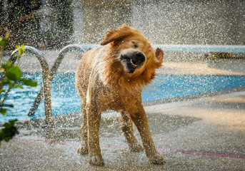 Golden Retriever (Dog) Shaking Water by Swimming pool