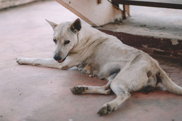 Poor skinny homeless dog