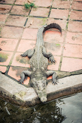 one crocodile sits near the lake, crocodile farm