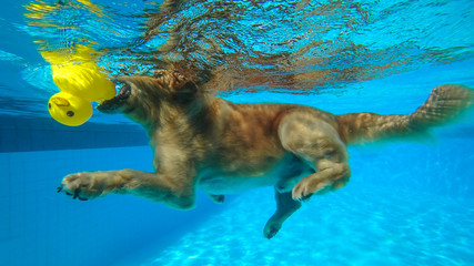 Golden Retriever (Dog) Exercises in Swimming Pool