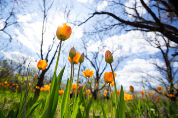 tulips in the garden