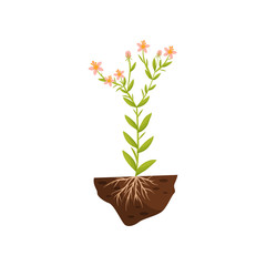 Tall plant with pink flowers and roots in the soil. Vector illustration.