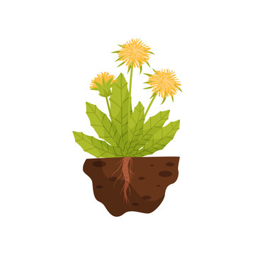 Dandelion With A Root In The Soil On A White Background. Vector Illustration.