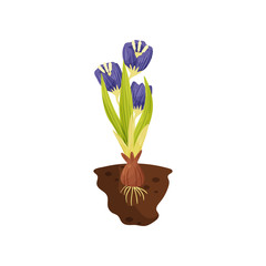 Large blue flowers with a bulb in the soil. Vector illustration.