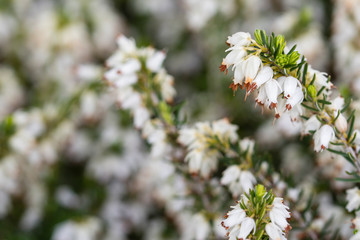 Heather - white flowers in detail.