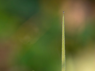 Halm