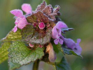 Taublüte