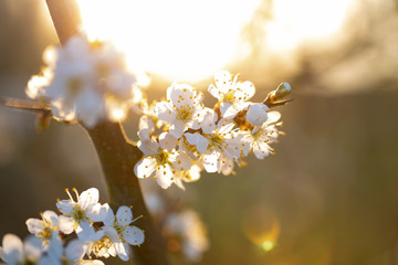 Morgensonne