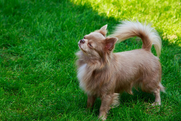 Dog breed Chihuahua