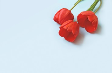 Tulips isolated on blue background, spring concept