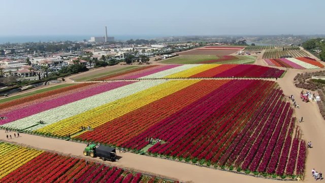 Persian Buttercup Tecolote Ranunculus Flower Field Fly Over California