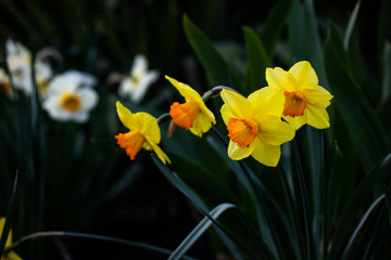Obraz premium yellow daffodils