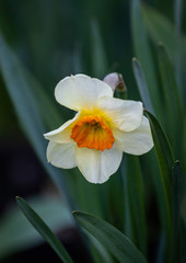 narcissus