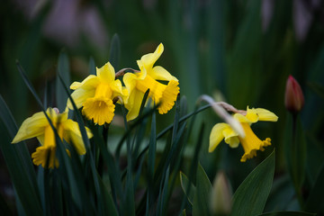 yellow daffodils © Liubov Kartashova