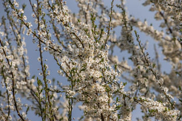 white flowers of a tree