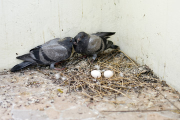 Two pigeons nesting,  There are two white eggs in the nest.