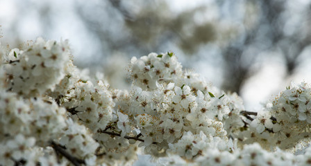 white flowers of a tree